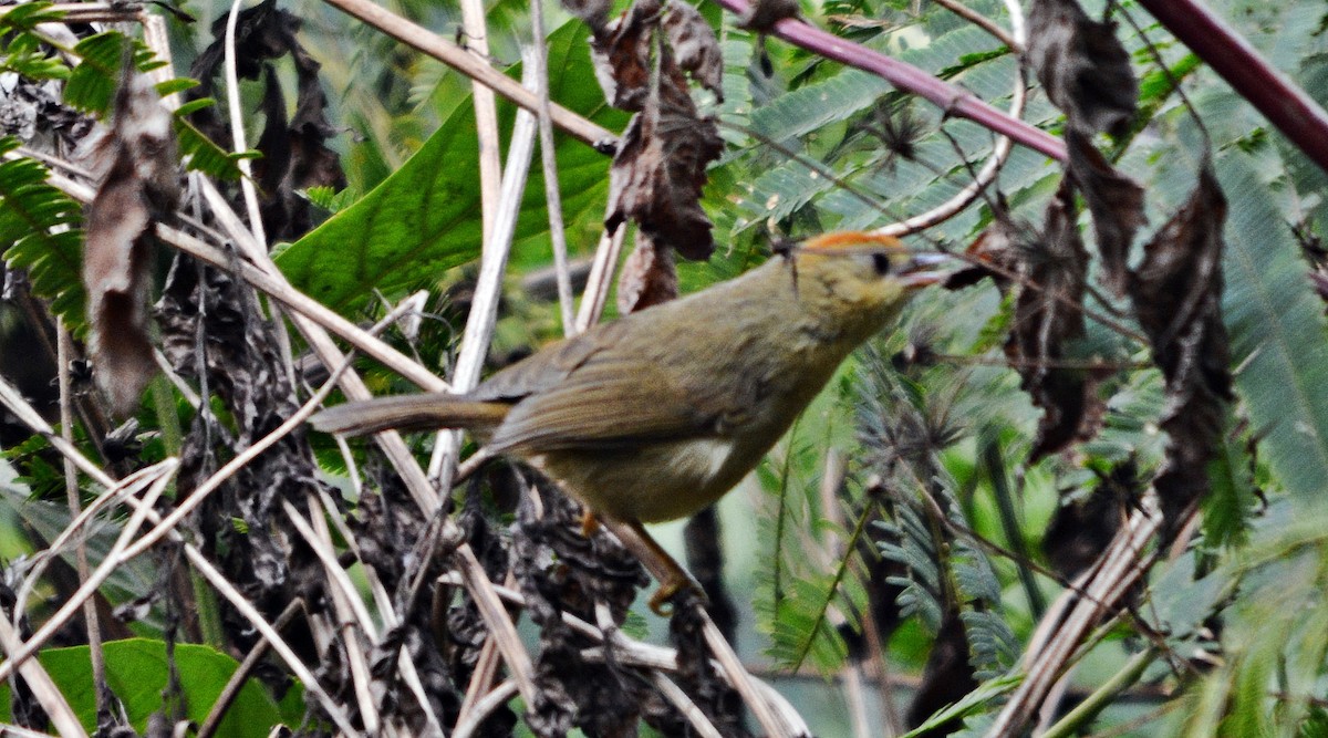Rufous-capped Babbler - ML645487285