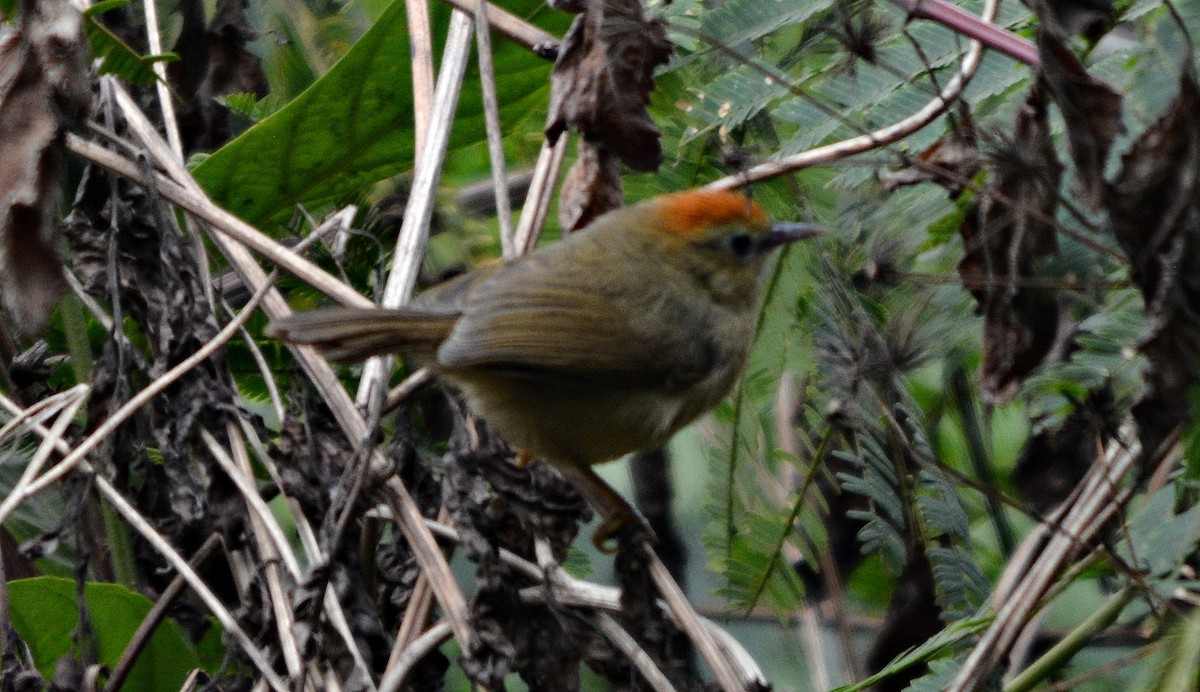 Rufous-capped Babbler - ML645487286