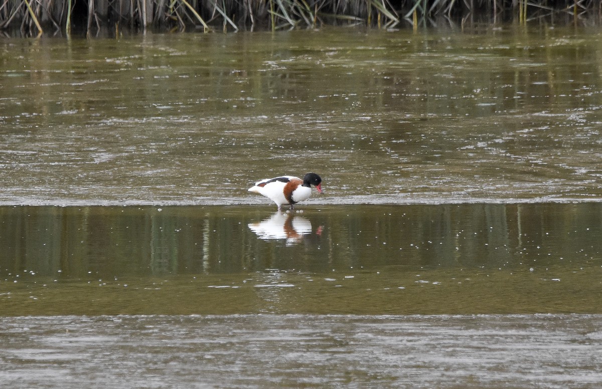 husice liščí - ML645487288