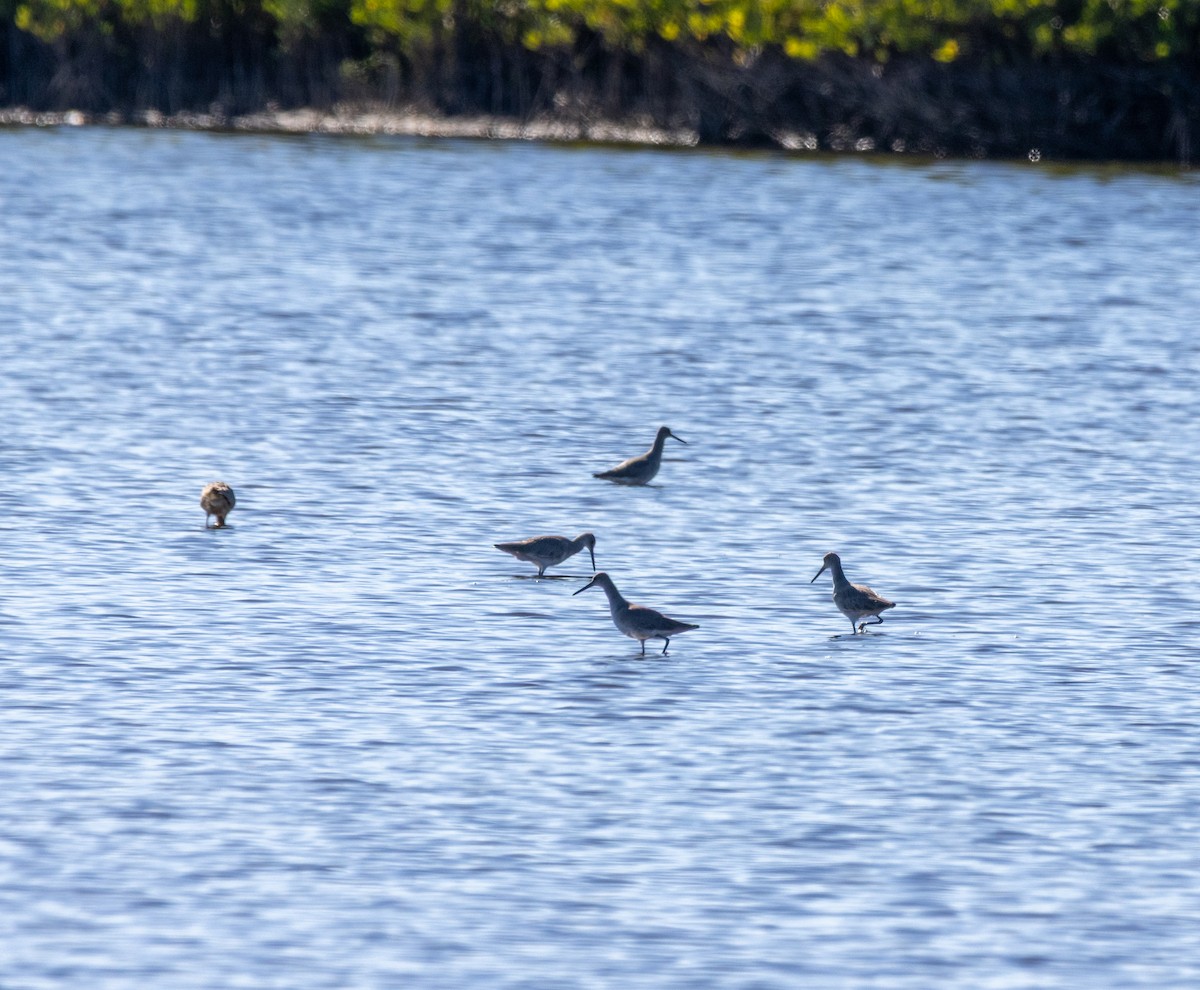 vodouš břehoušovitý - ML645487289