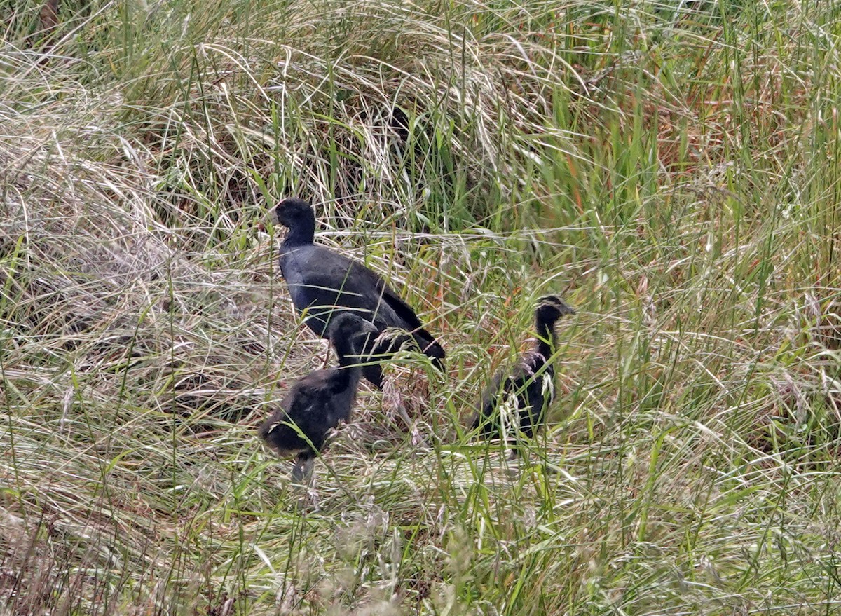 slípka australasijská - ML645487292