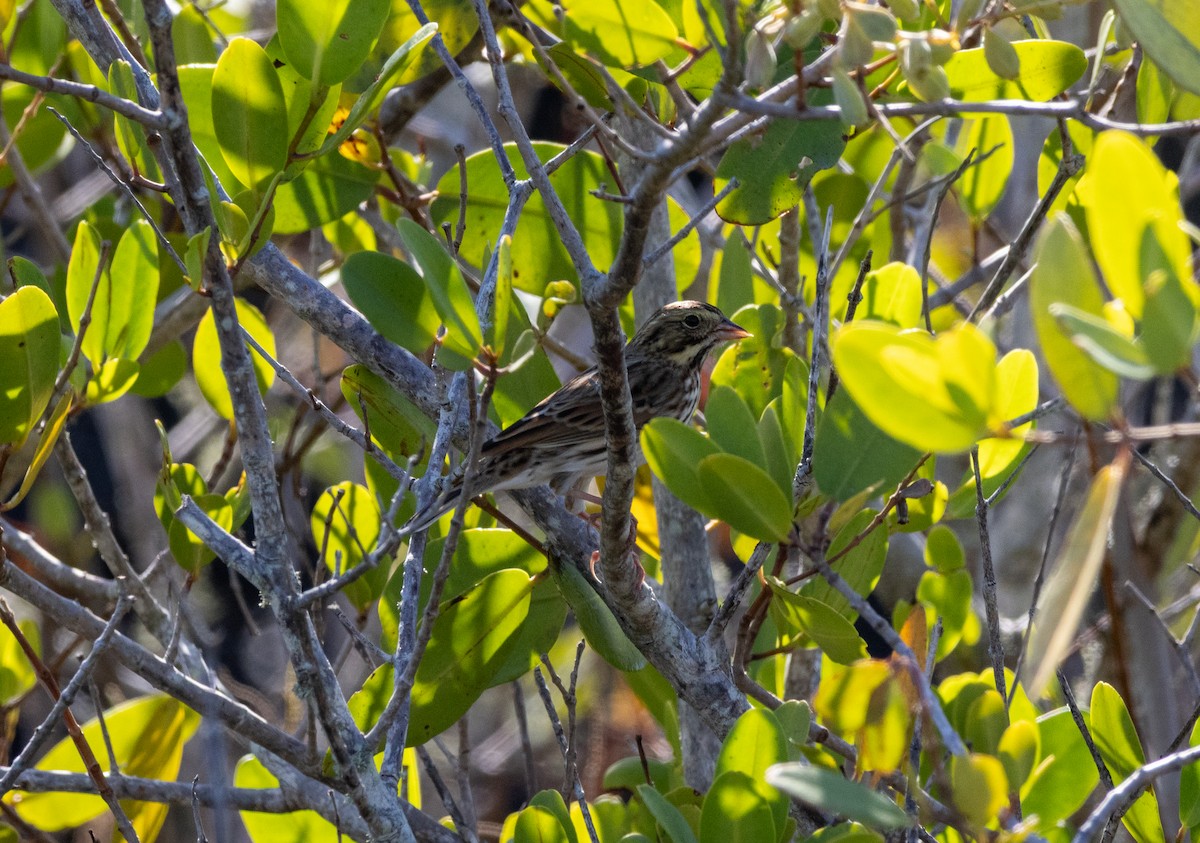 strnadec luční - ML645487293