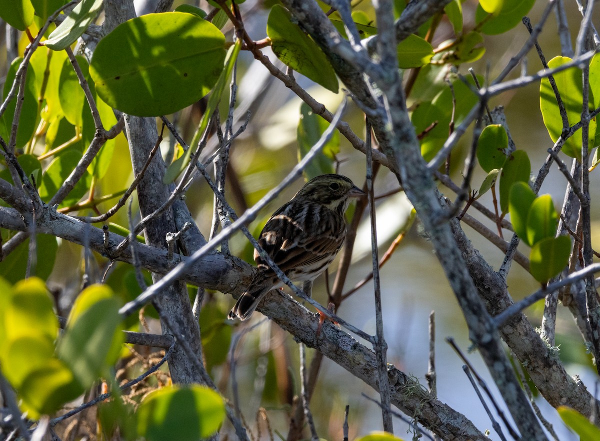 strnadec luční - ML645487295