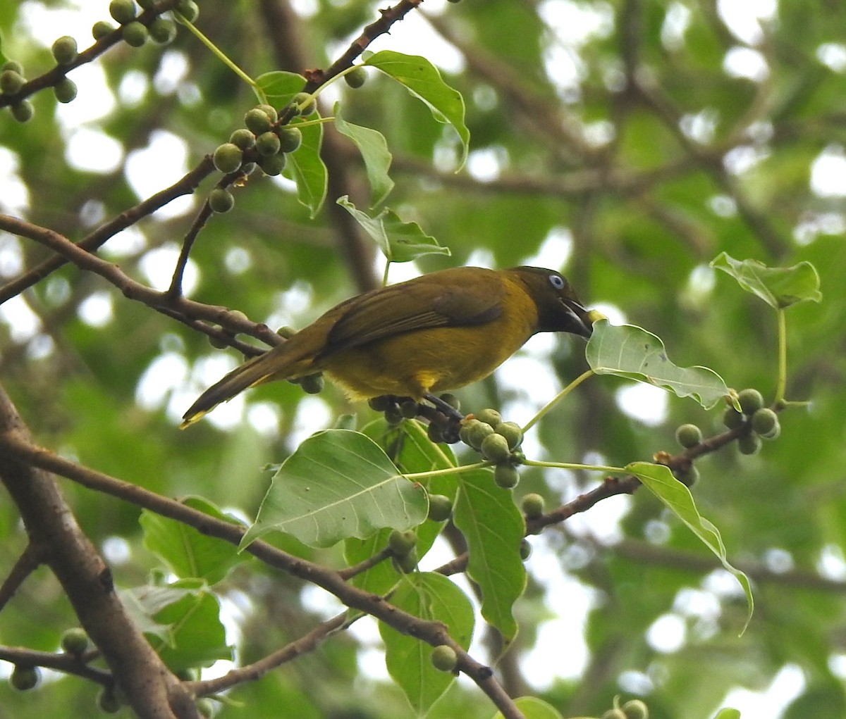 Andaman Bulbul - ML645487300