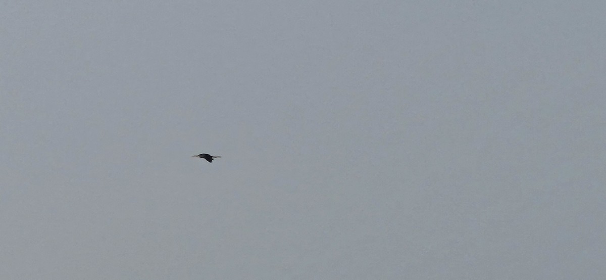 kormorán velký - ML645487301