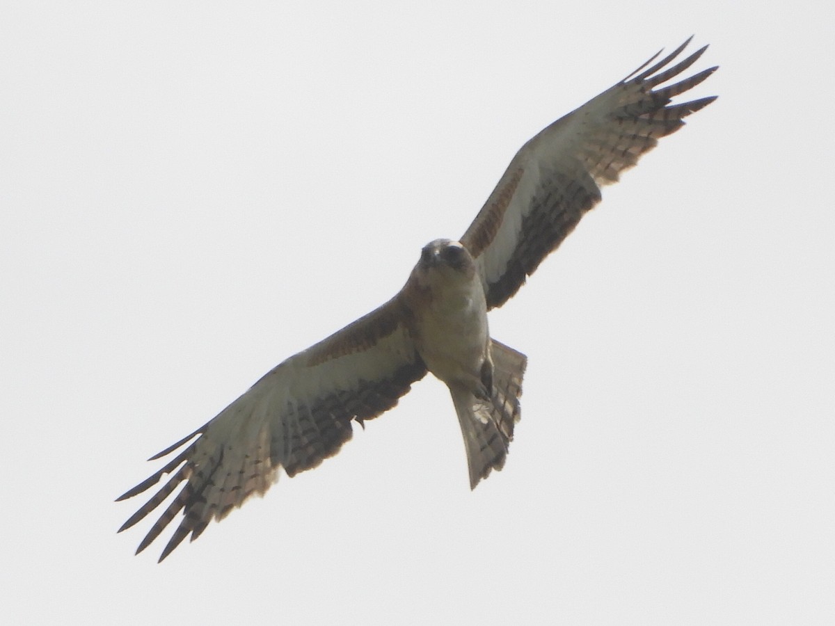 orel australský - ML645487302