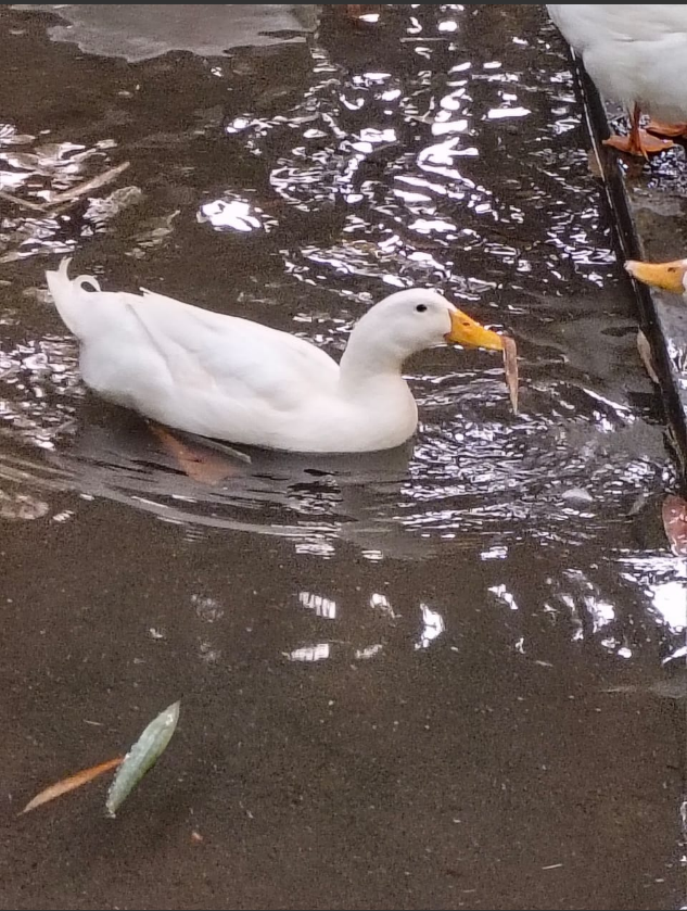 kachna domácí - ML645487303