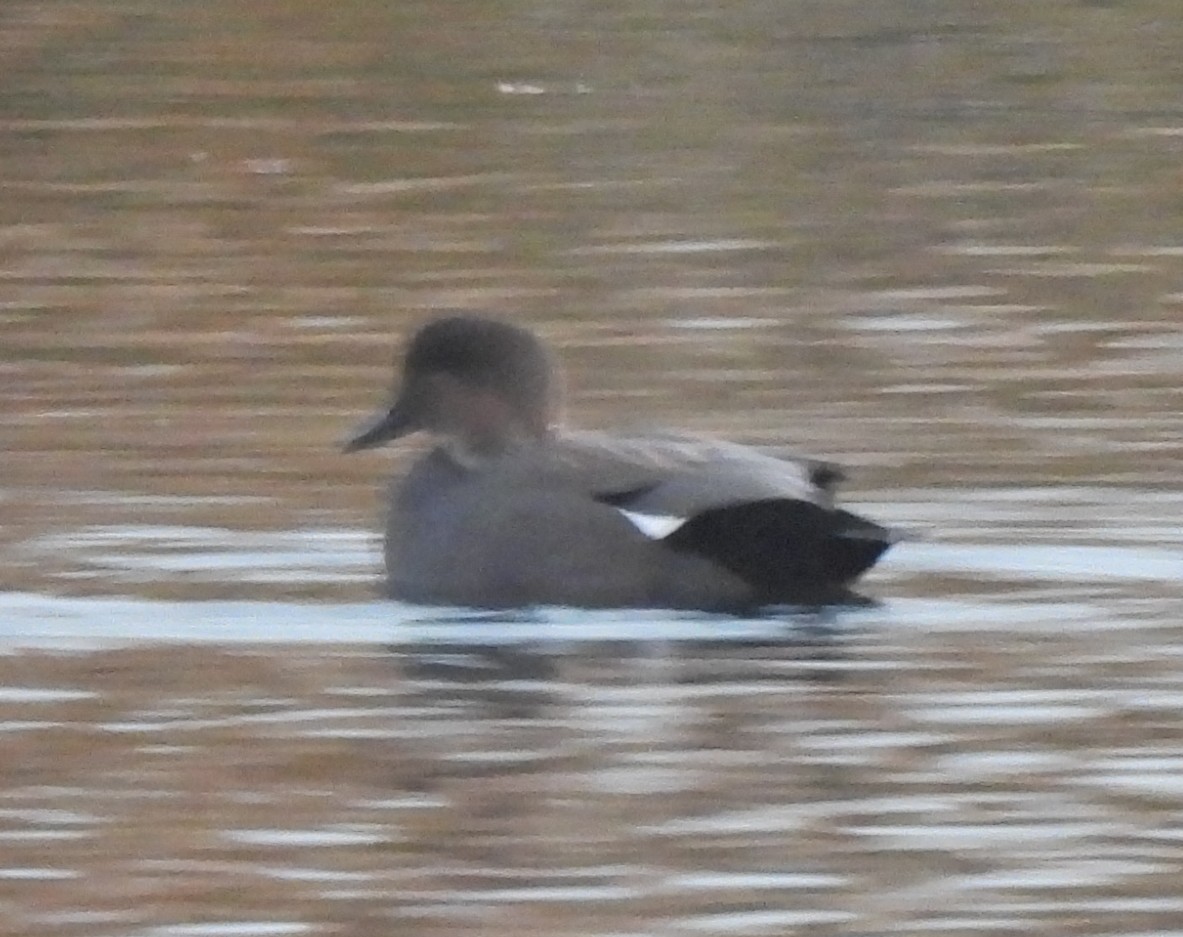 Серая утка - ML645487314