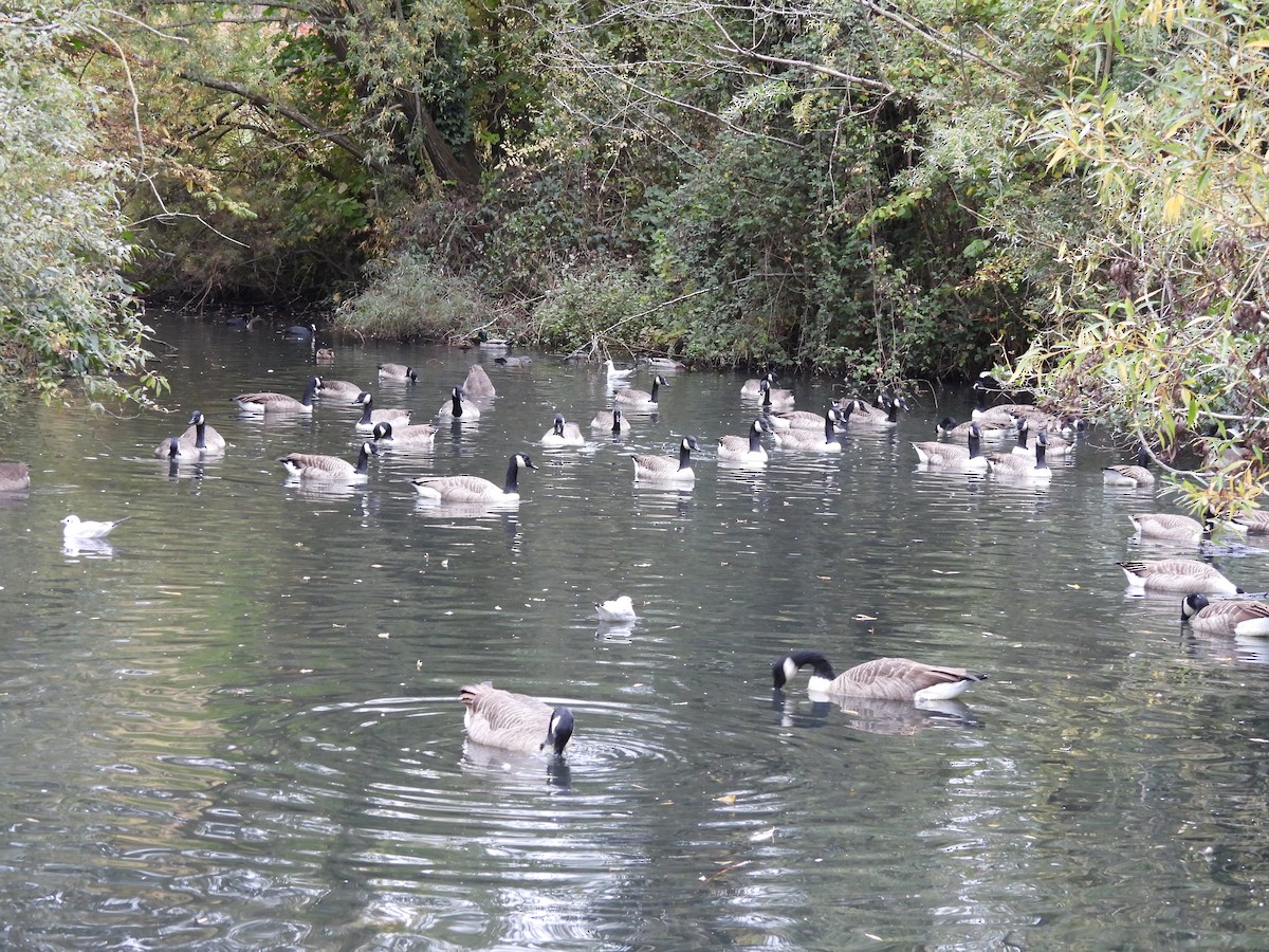 Barnacla Canadiense Grande - ML645487317