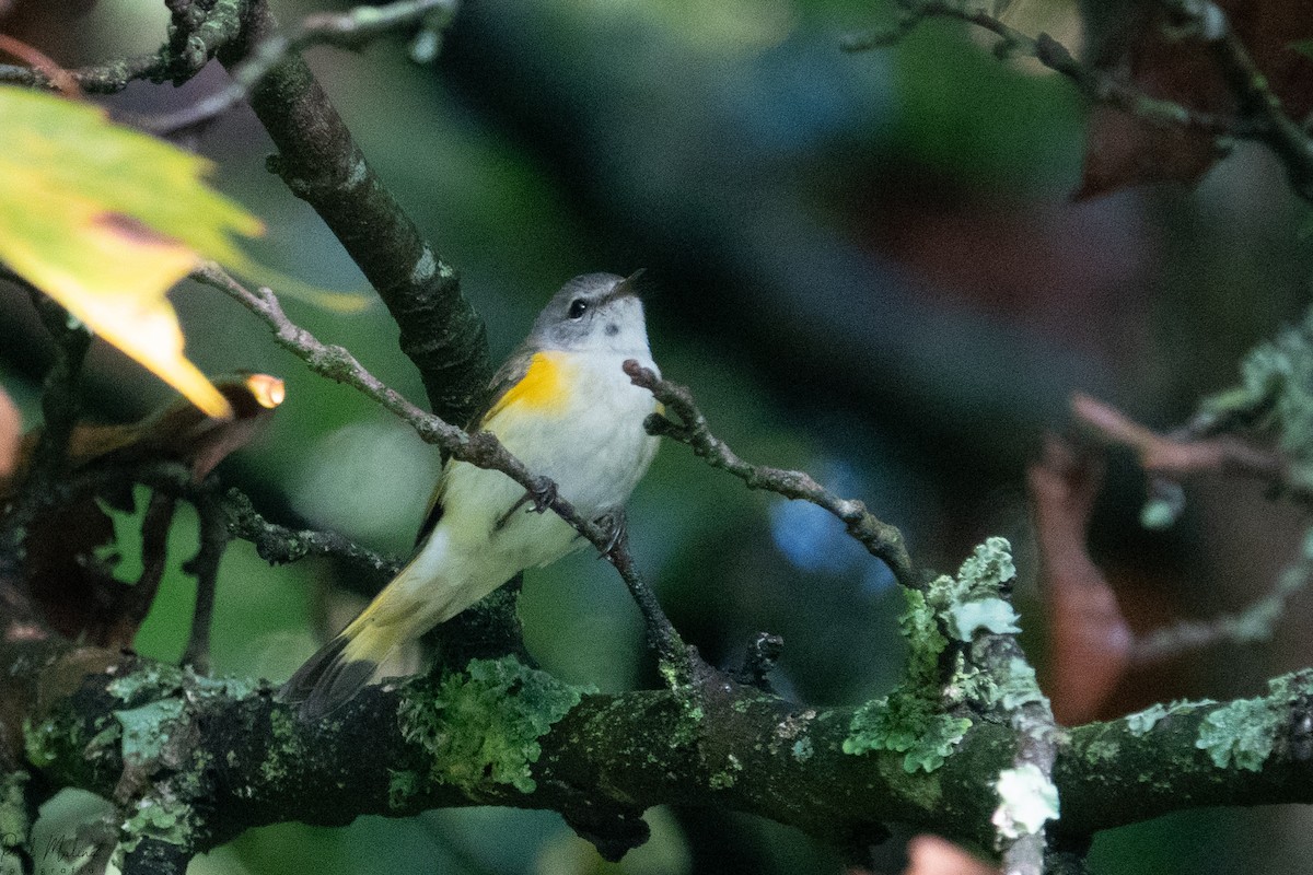 lesňáček lejsčí - ML645487336