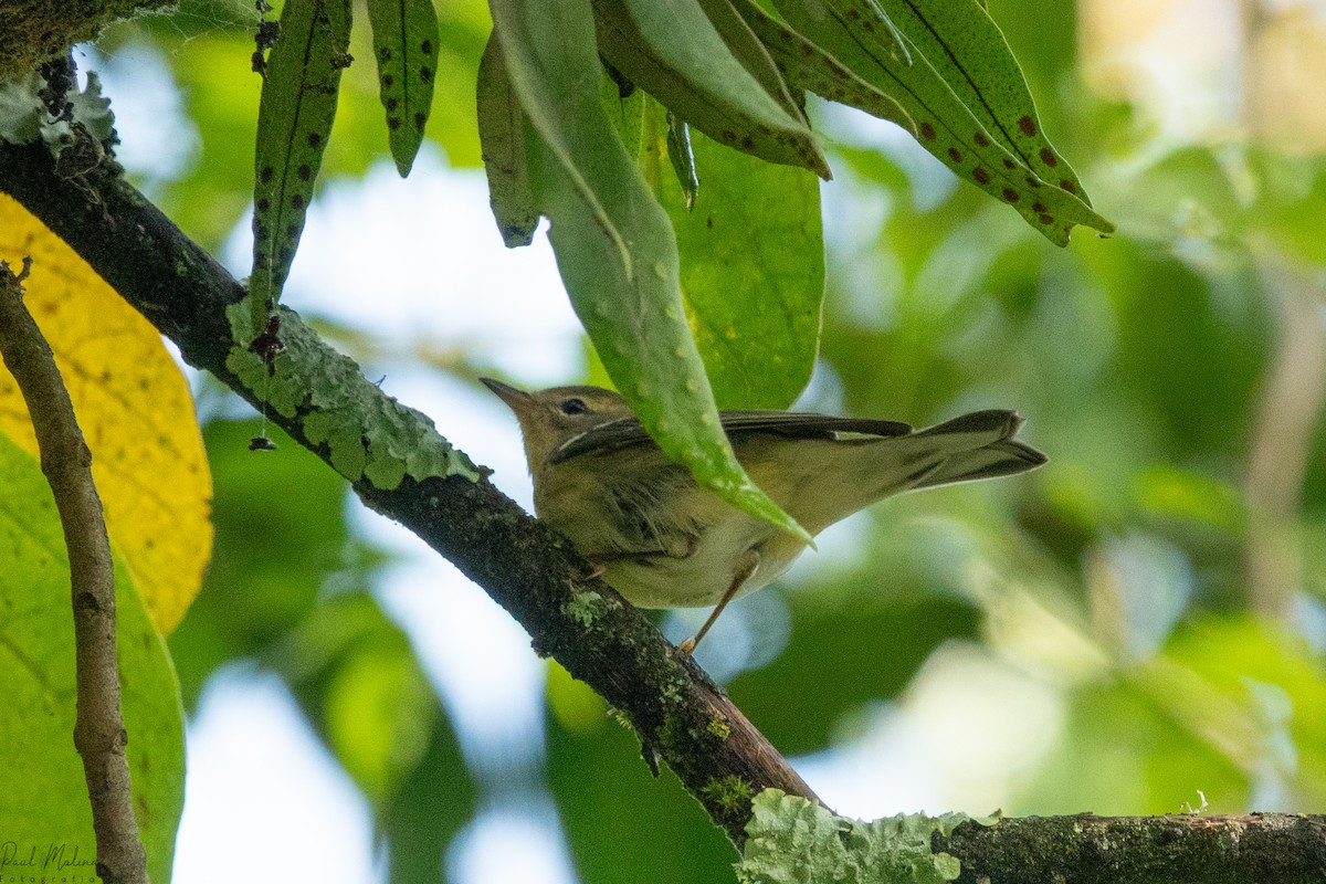 lesňáček černohlavý - ML645487337