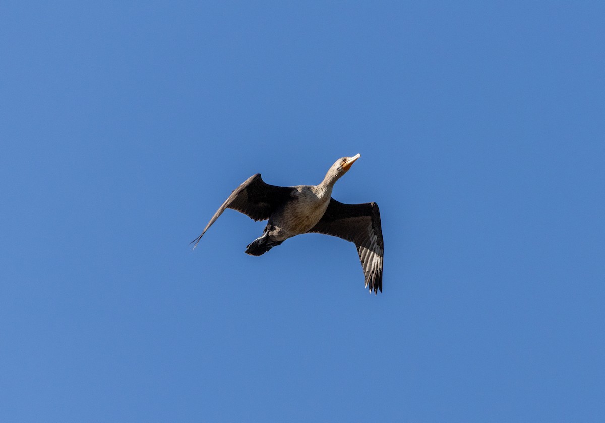 Cormoran à aigrettes - ML645487338