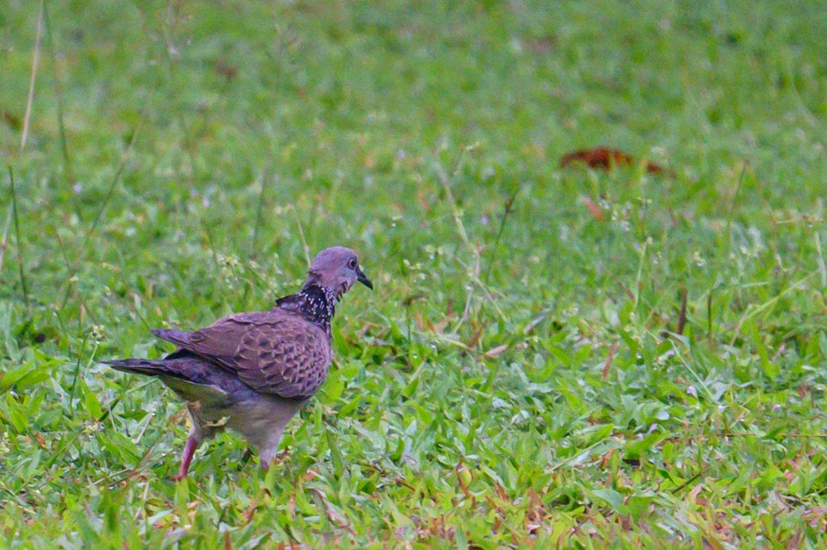 Spotted Dove - ML645487339