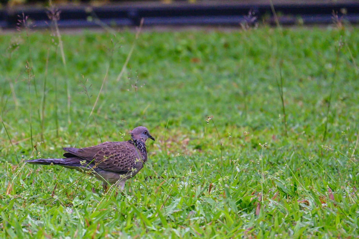 Spotted Dove - ML645487340
