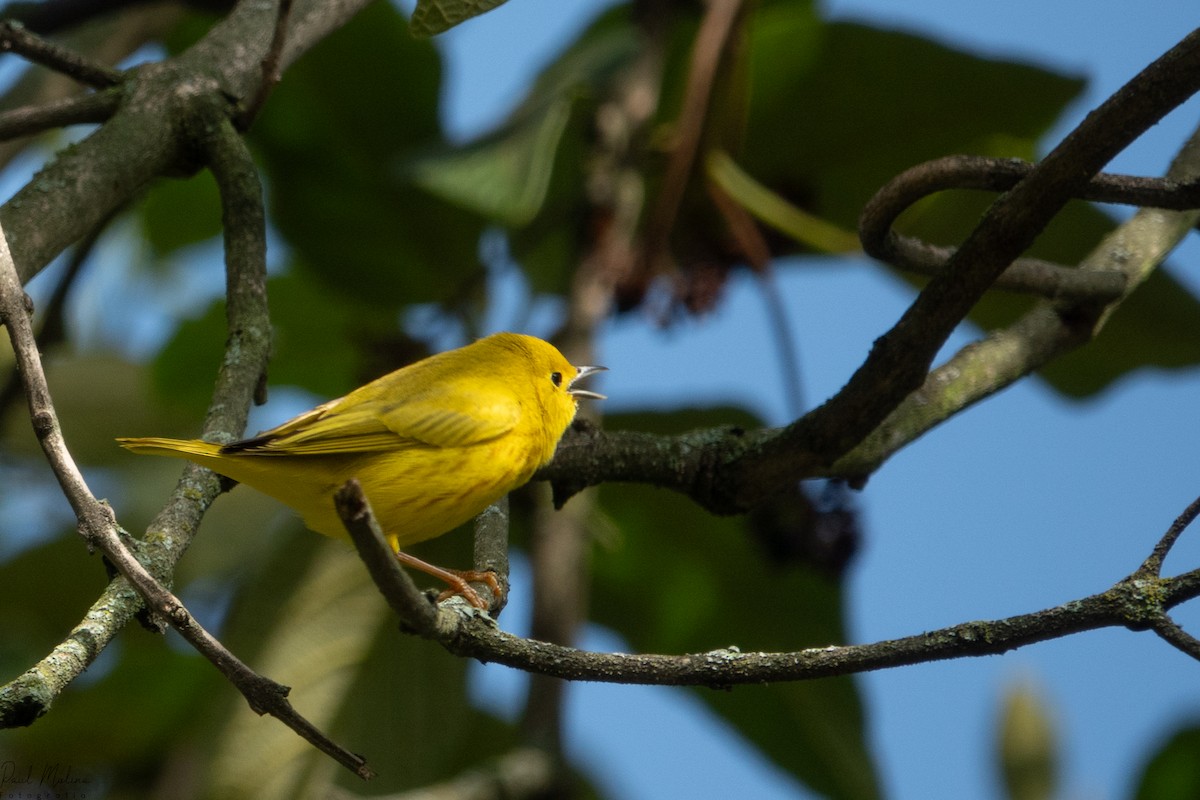 Northern Yellow Warbler - ML645487342