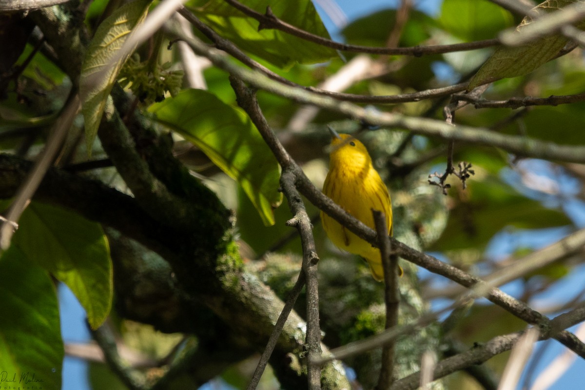 Northern Yellow Warbler - ML645487343