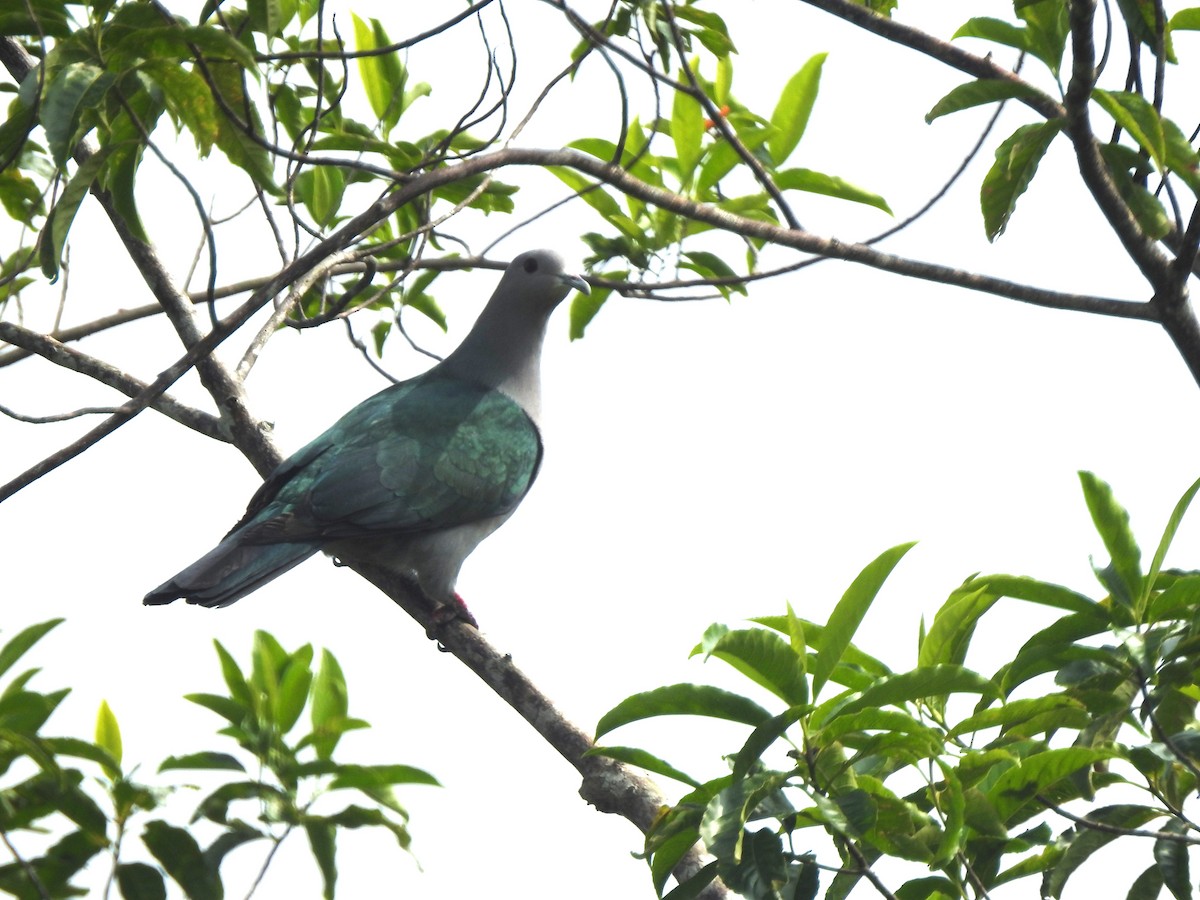 Green Imperial-Pigeon - ML645487350