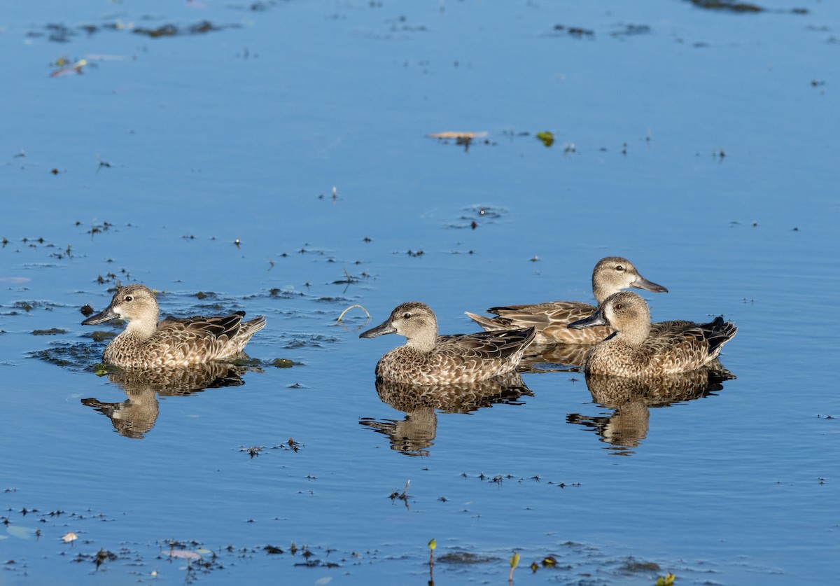 Zertzeta hegalurdina - ML645487352