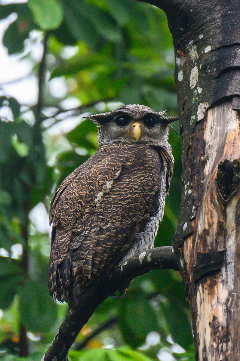 Barred Eagle-Owl - ML645487354