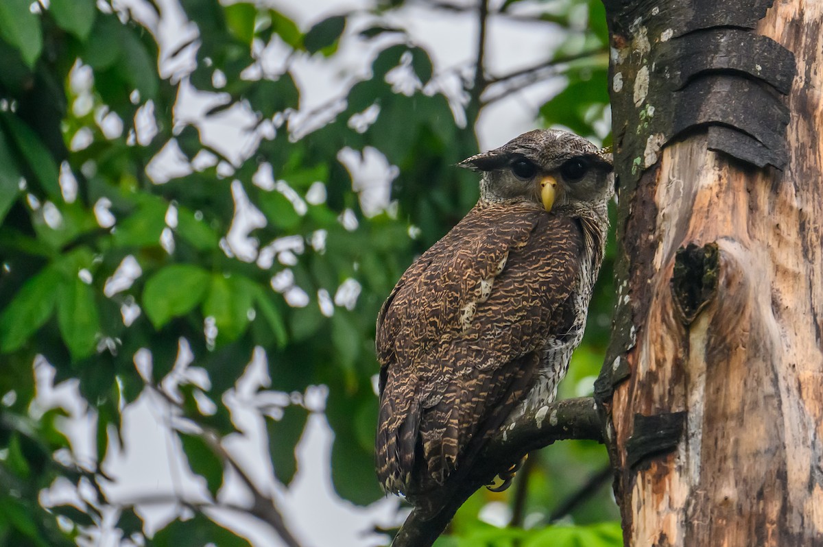 Barred Eagle-Owl - ML645487355