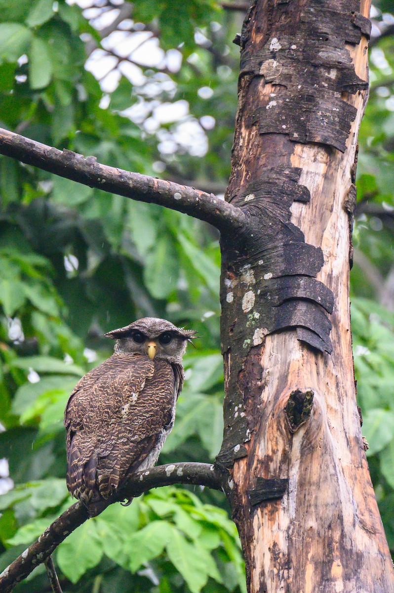 Barred Eagle-Owl - ML645487356