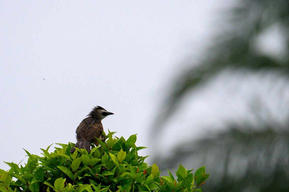 Yellow-vented Bulbul - ML645487362