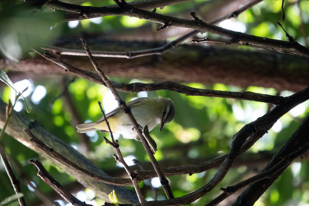 Chivi Vireo - ML645487365