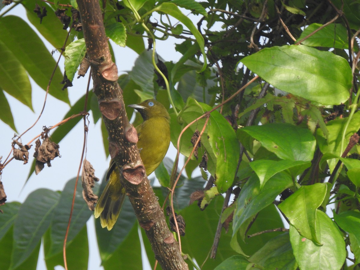 Andaman Bulbul - ML645487366