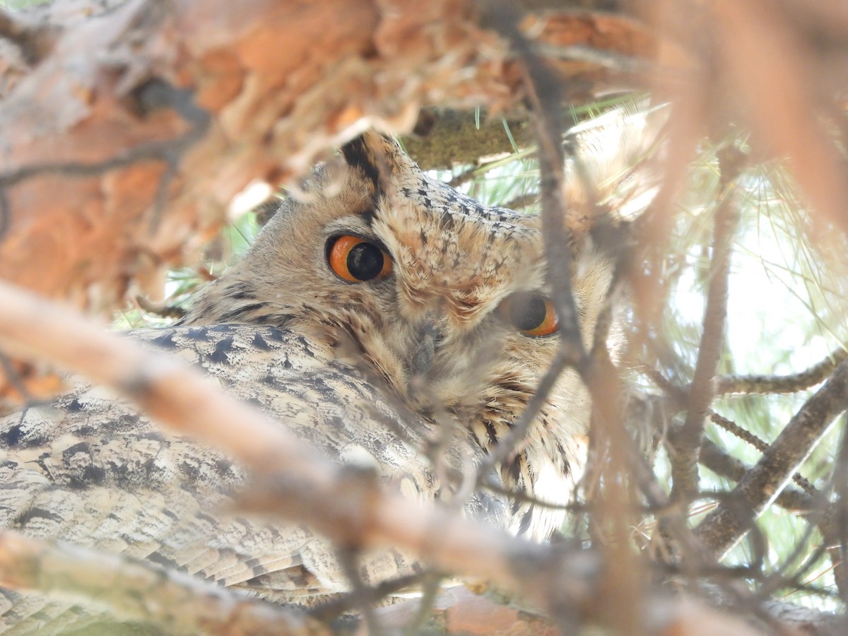 Eurasian Eagle-Owl - ML645487388