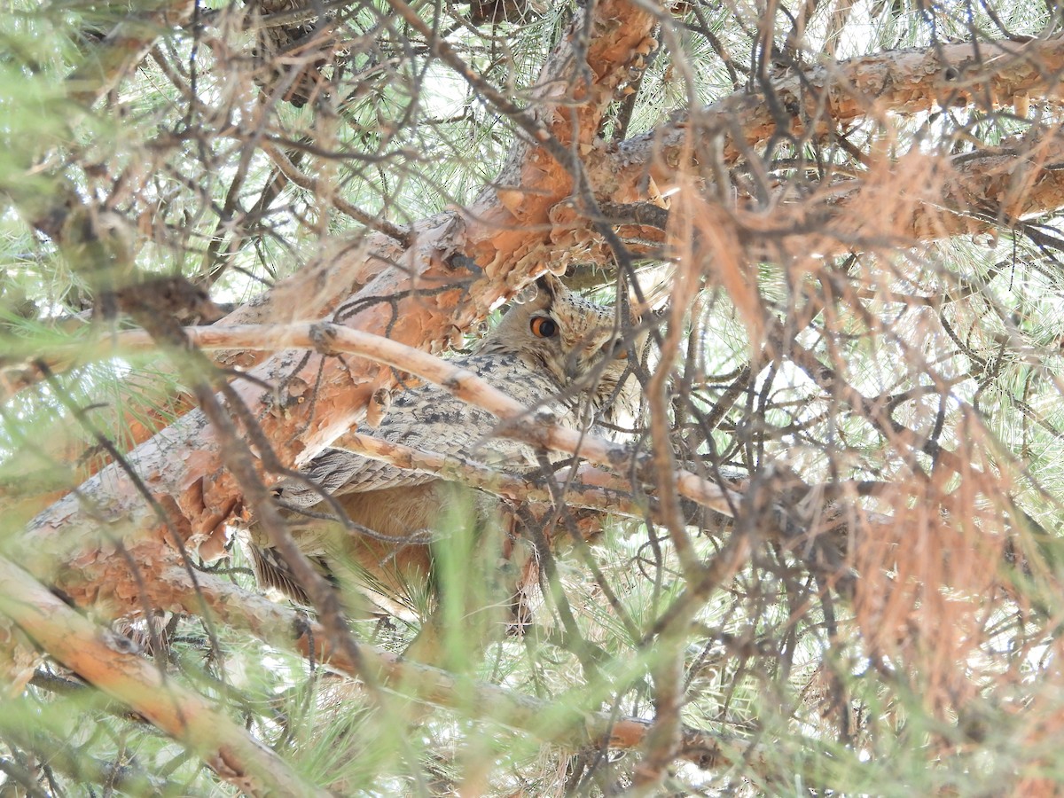 Eurasian Eagle-Owl - ML645487389