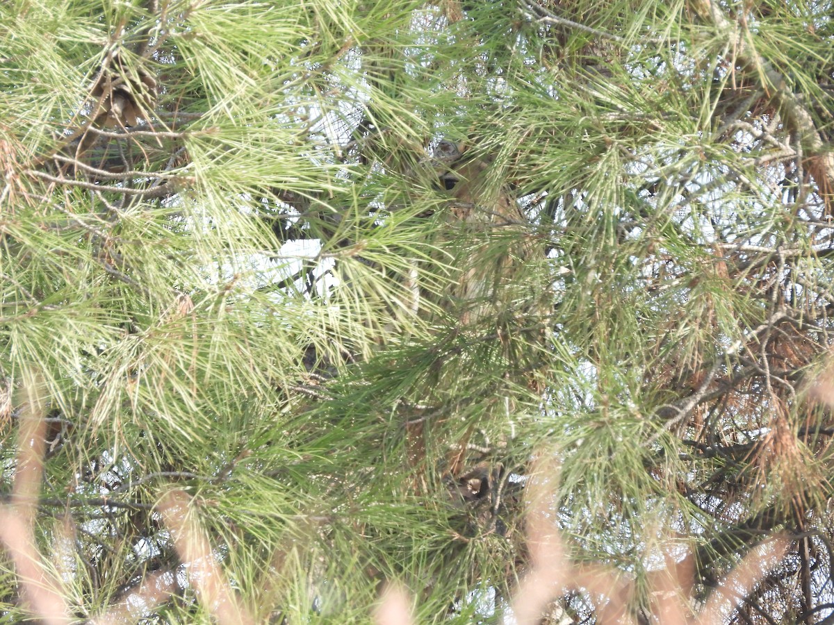 Eurasian Eagle-Owl - ML645487390