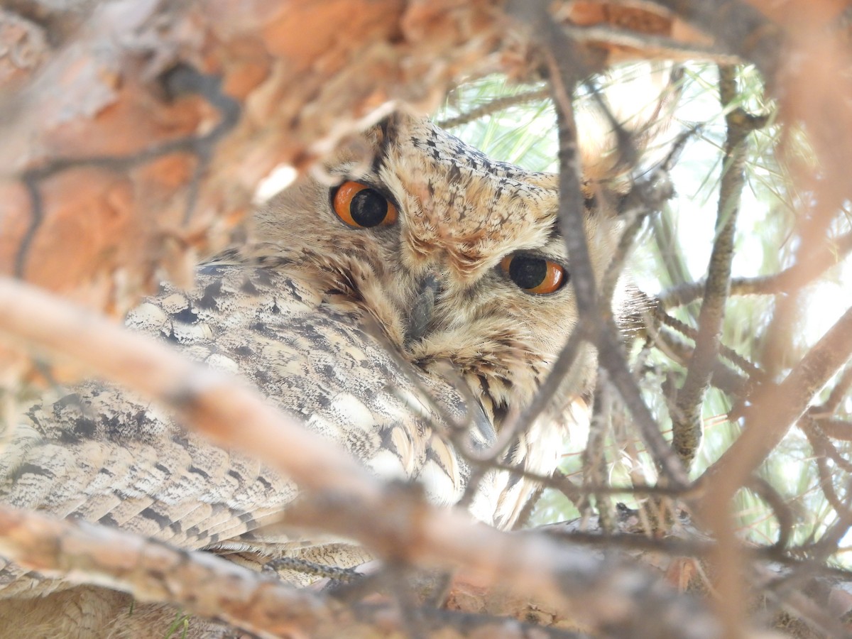 Eurasian Eagle-Owl - ML645487404