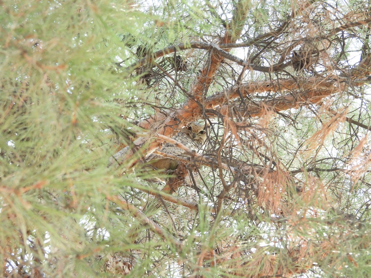 Eurasian Eagle-Owl - ML645487405