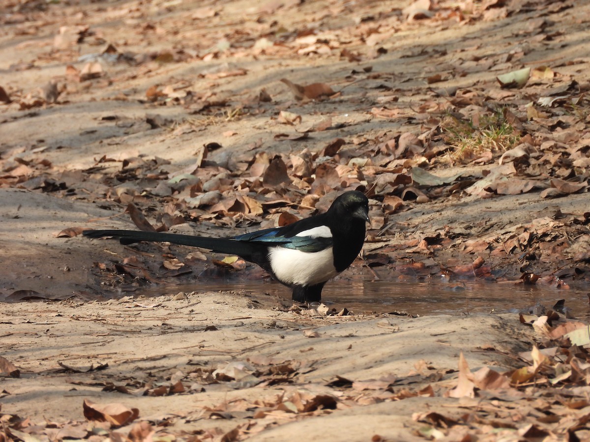 Eurasian Magpie - ML645487417