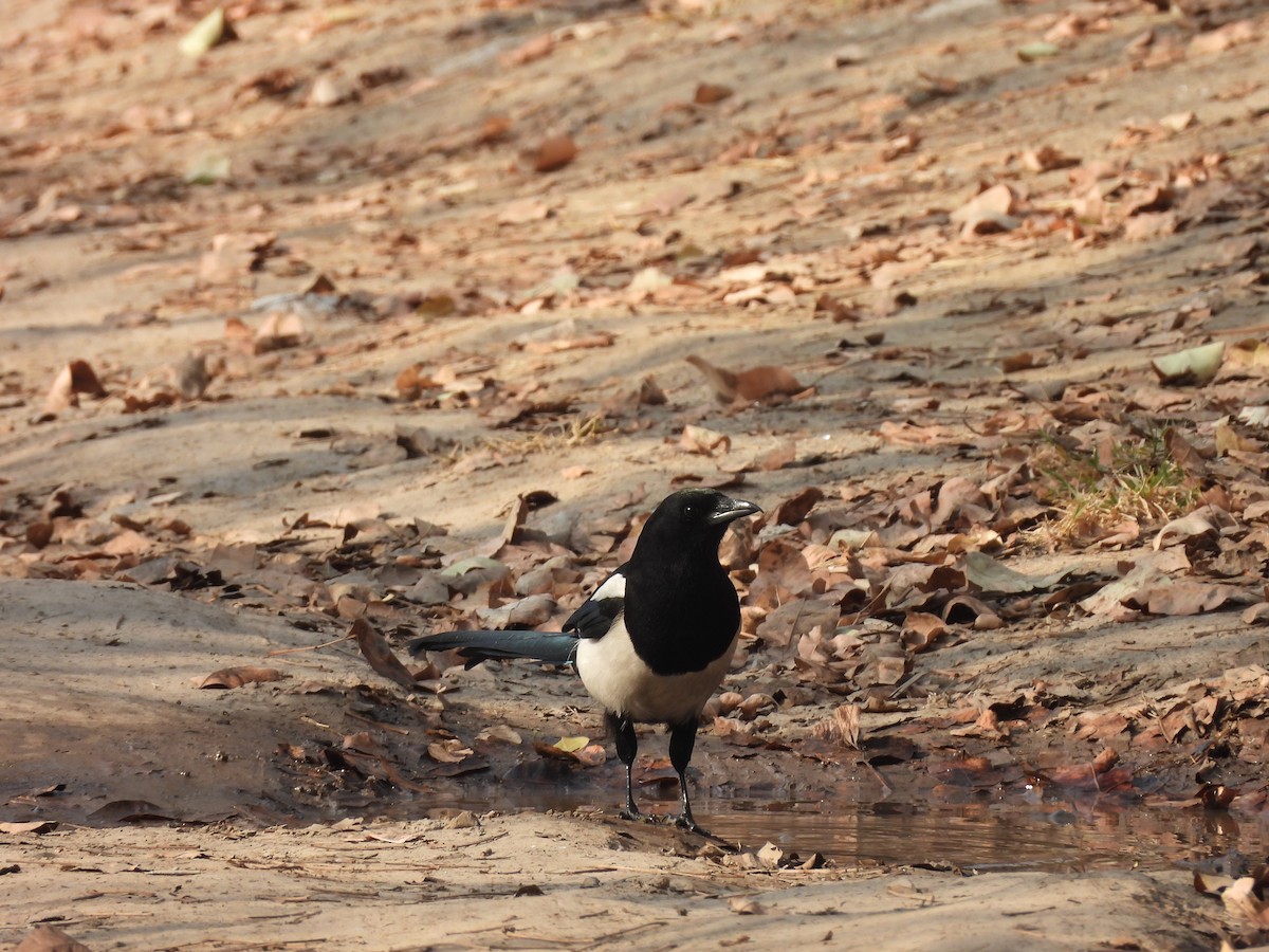 Eurasian Magpie - ML645487418