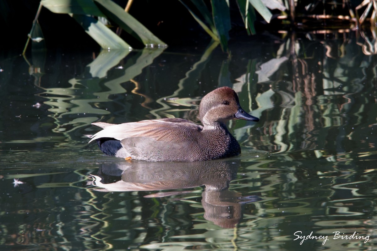 Серая утка - ML645487420