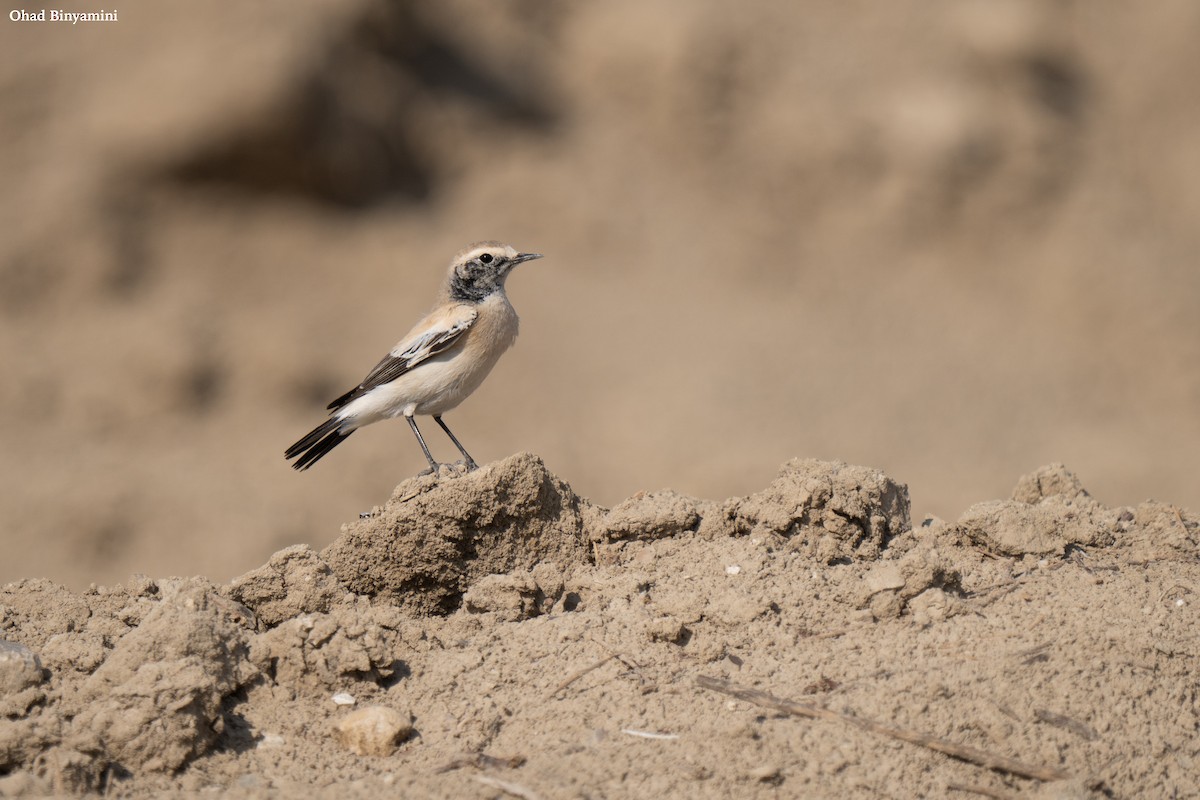 漠䳭 - ML645487423