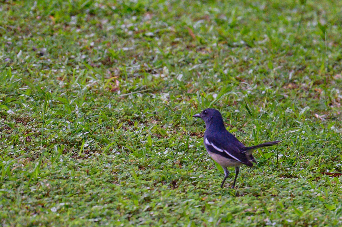 Oriental Magpie-Robin - ML645487431