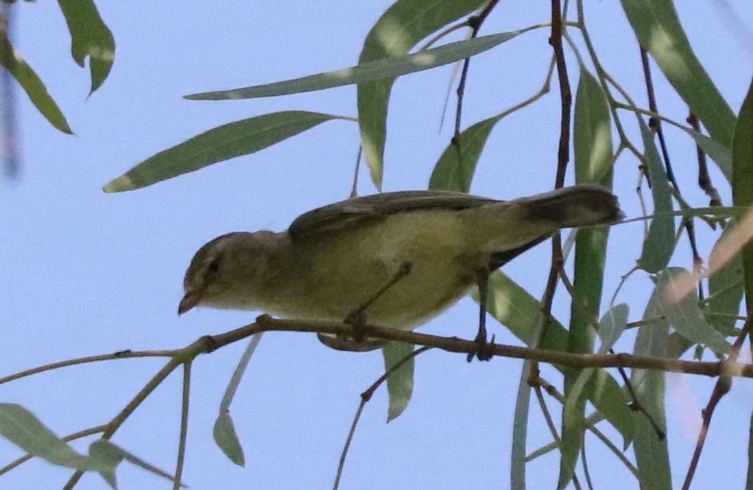 Stutzschnabel - ML645487438