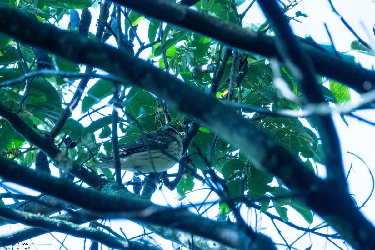 dlaskovec růžovoprsý - ML645487439