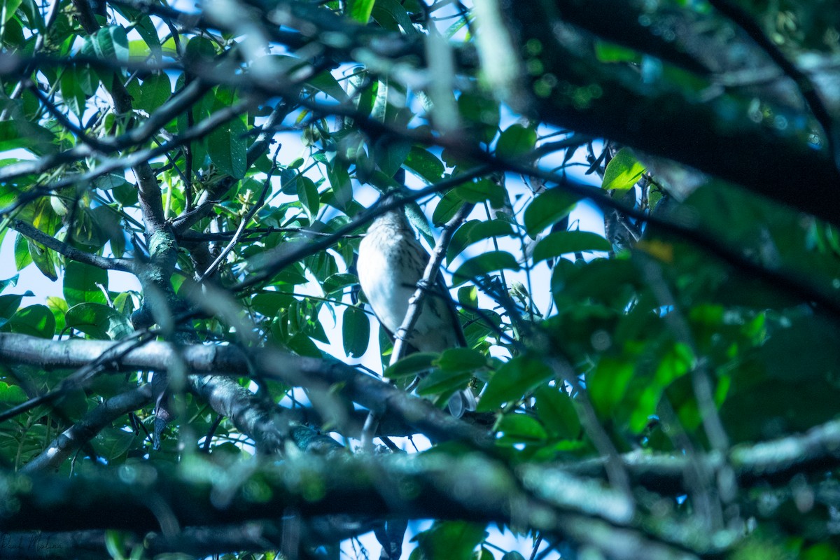 dlaskovec růžovoprsý - ML645487440