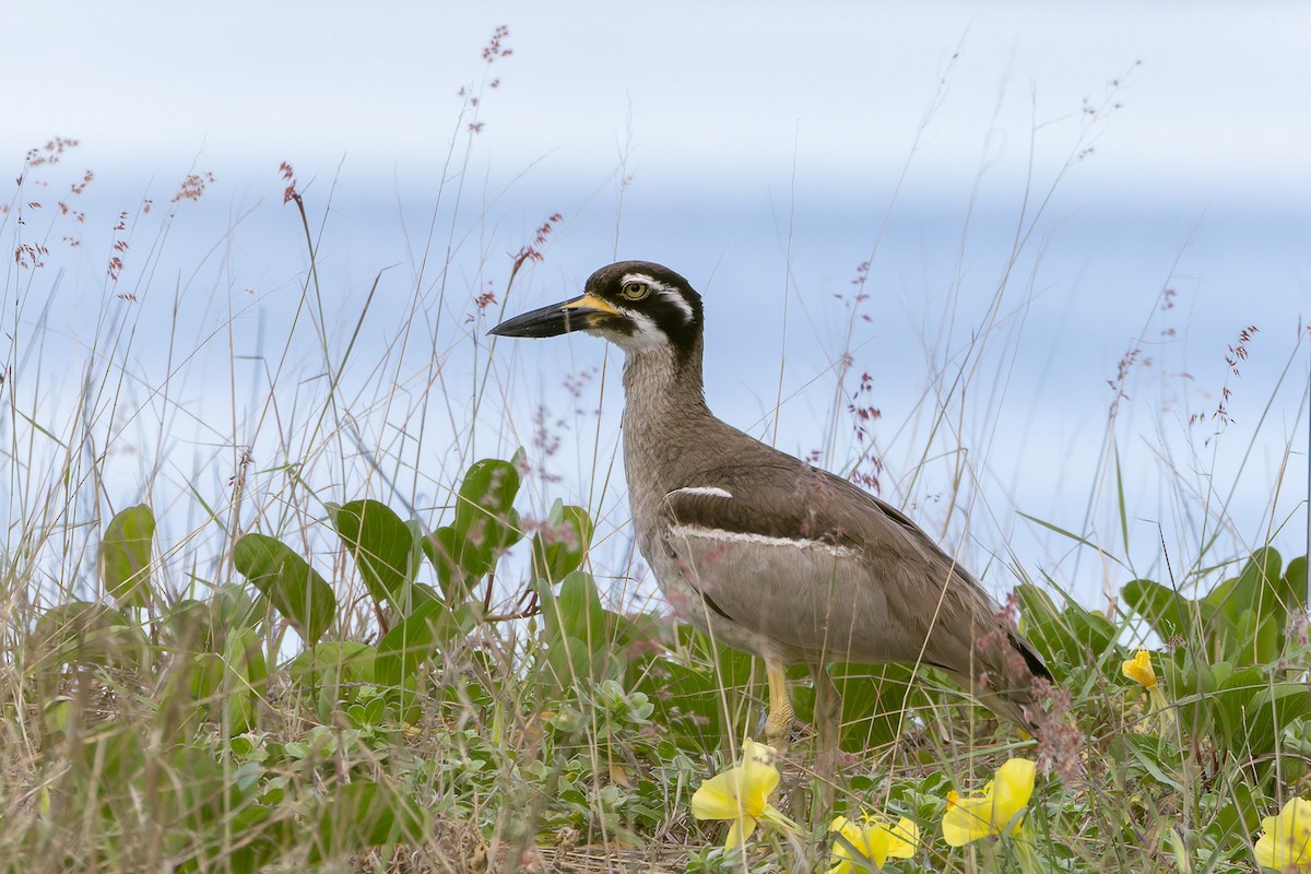 Beach Thick-knee - ML645487442