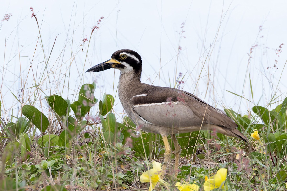 Beach Thick-knee - ML645487443