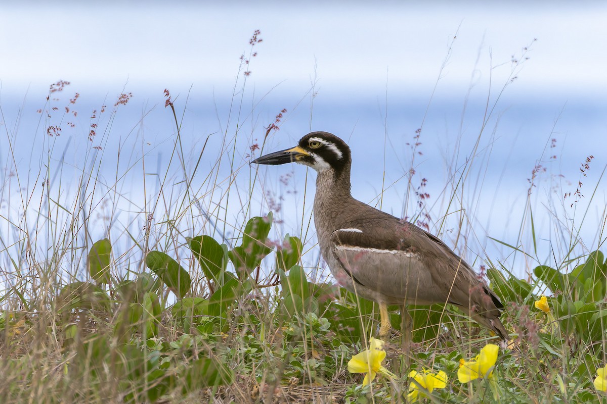 Beach Thick-knee - ML645487444