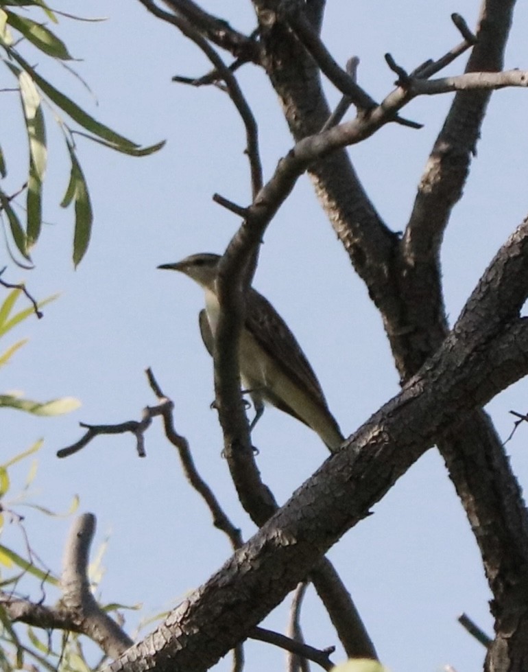 Weißflügel-Raupenfänger - ML645487446