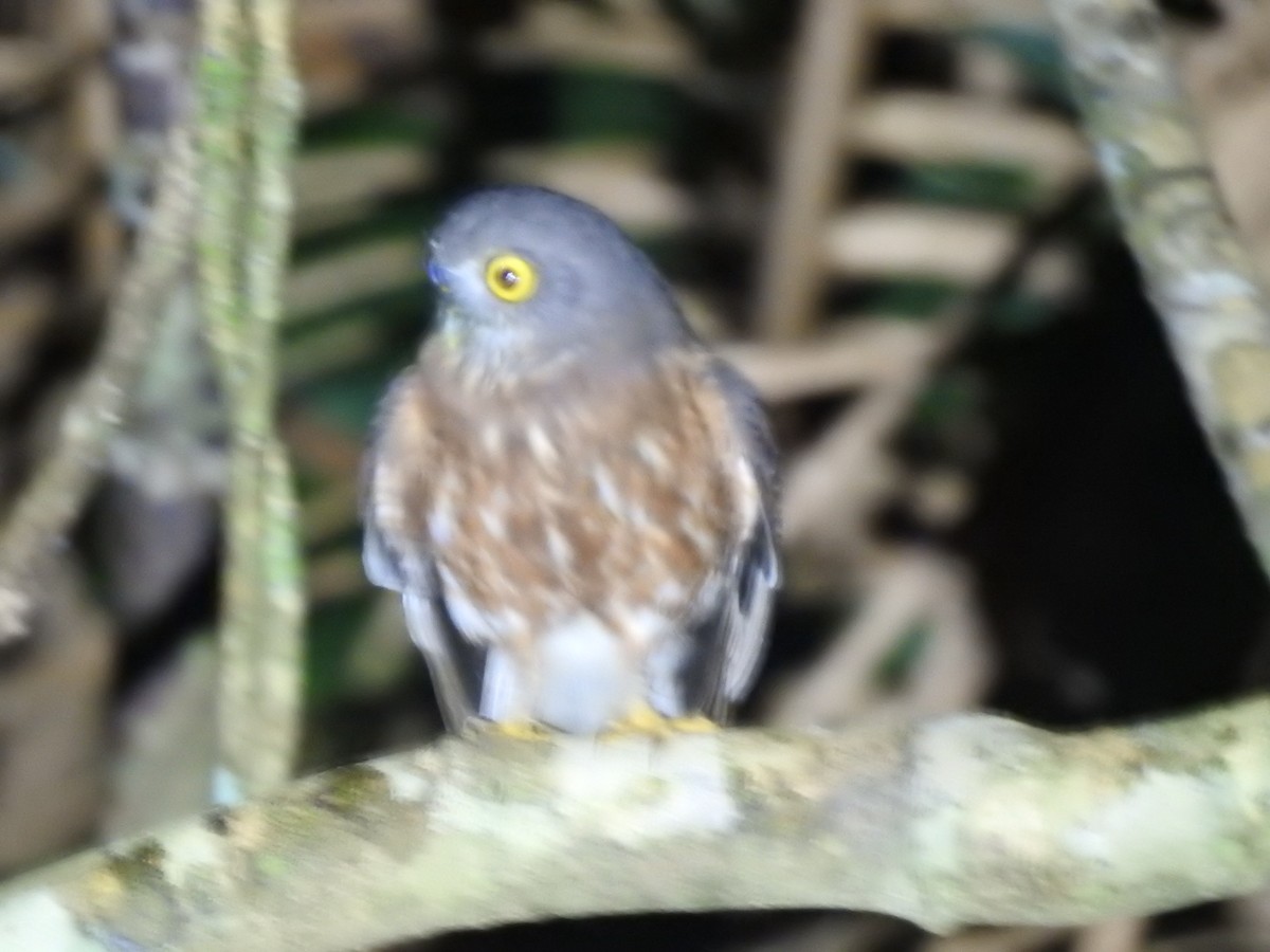 アンダマンアオバズク - ML645487449