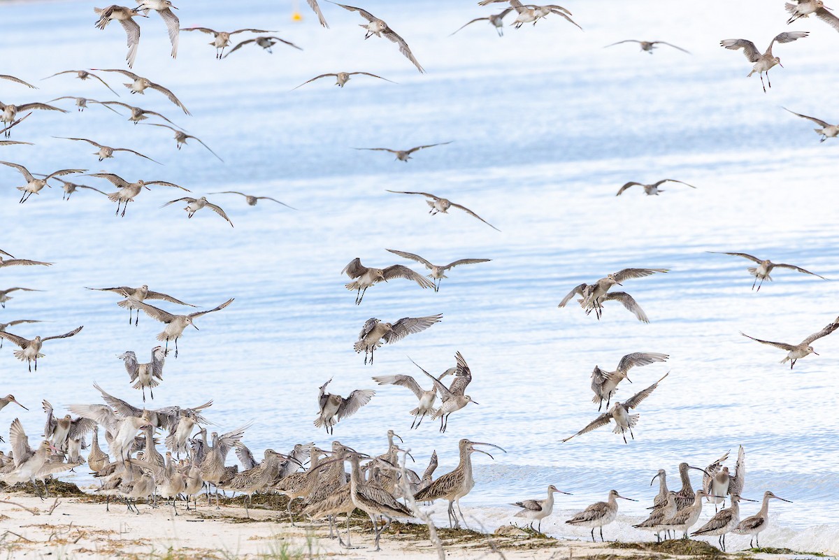 Bar-tailed Godwit - ML645487450