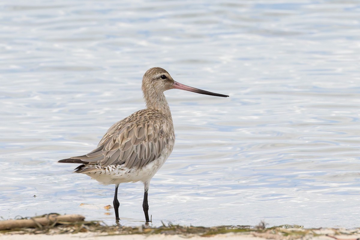 Bar-tailed Godwit - ML645487451