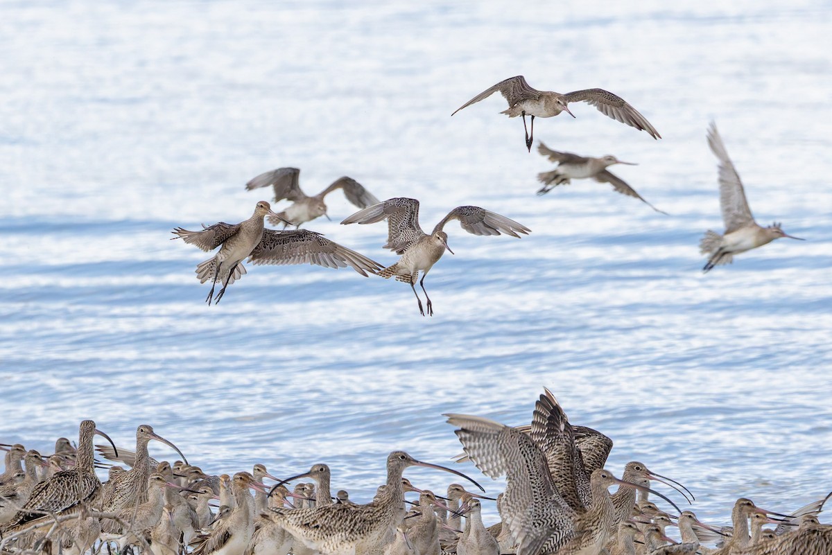 Bar-tailed Godwit - ML645487452
