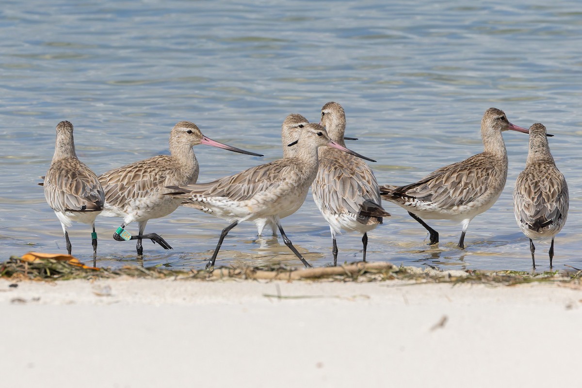 Bar-tailed Godwit - ML645487453